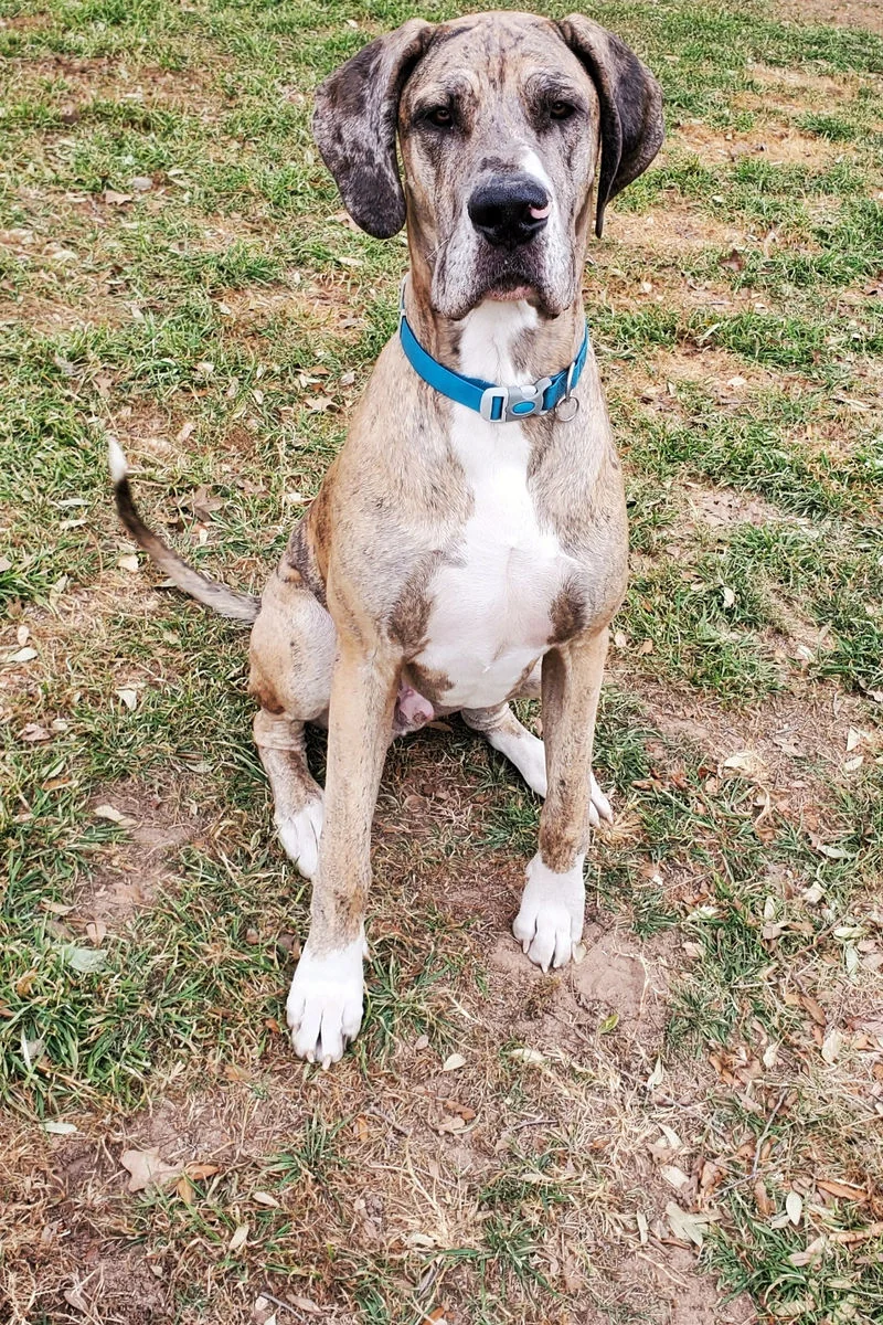 Jocko, the family company companion